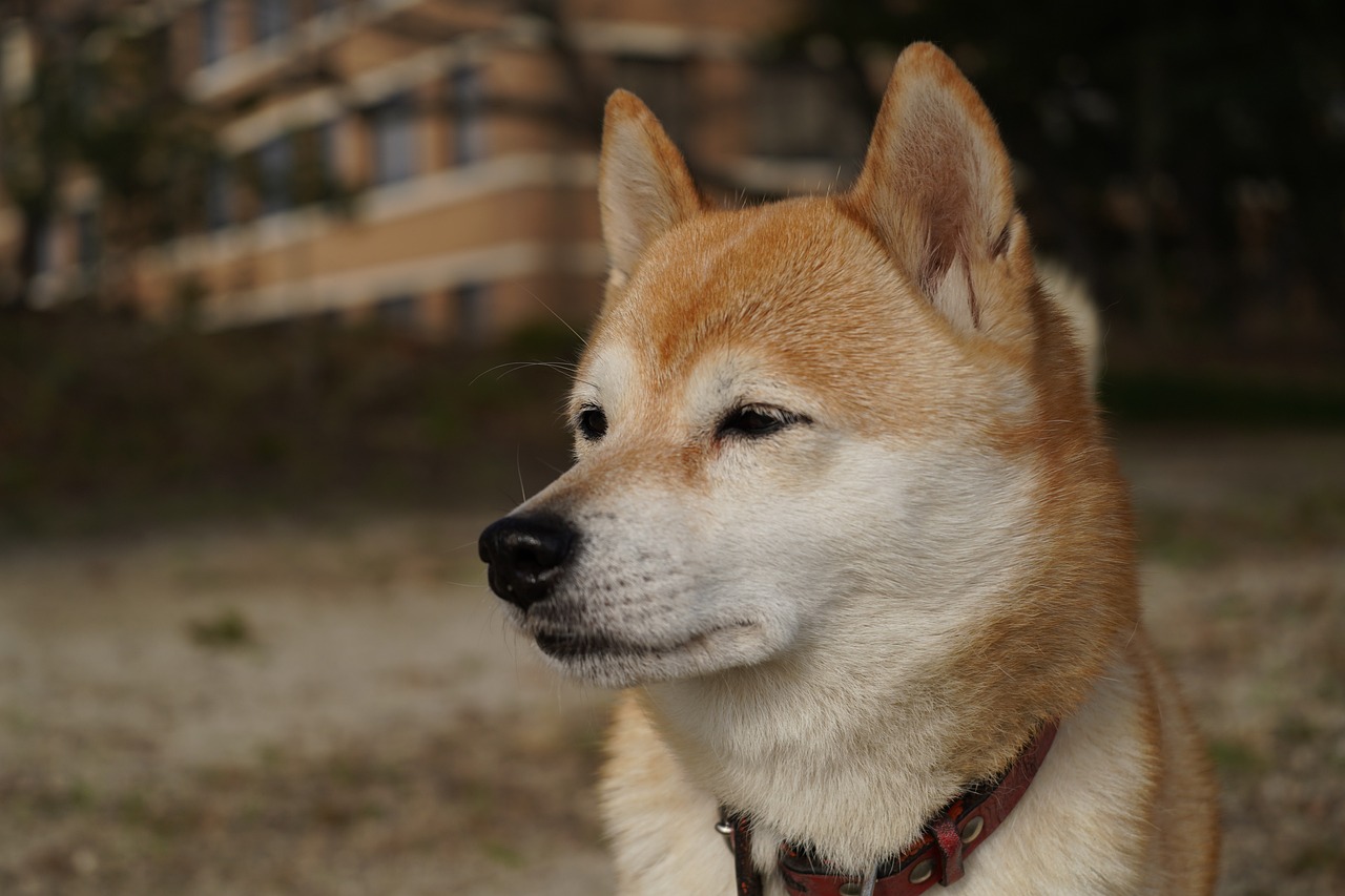 Shiba Inu - The Dogecoin Killer?